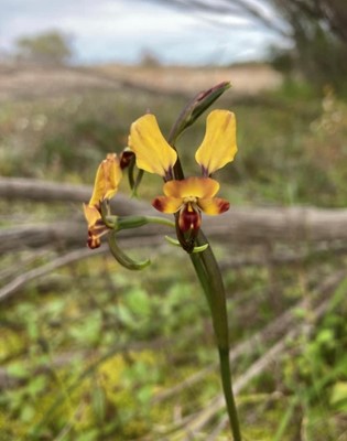 Wildflowers - Donkey Orchid