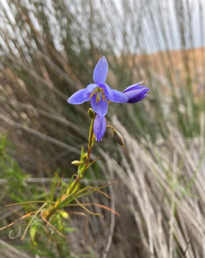 Image Gallery - Dianella Flax Lily